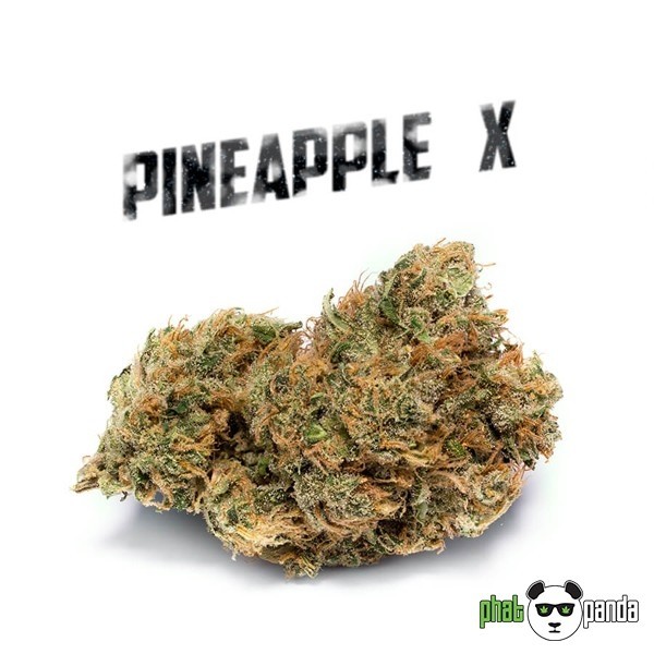 Pineapple X by Phat Panda | 100% Feminized-GB