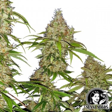 Banana Kush Cake by Sensi Seeds - GB