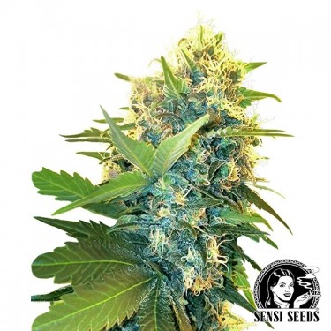 Double Kush Cake Feminized  is sedative - GB