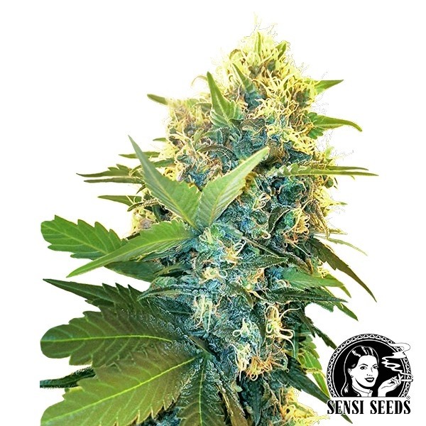 View Double Kush Cake Feminized  is sedative - GB