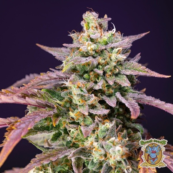 View Purple Punch OG XL Auto - GB The Green Brand