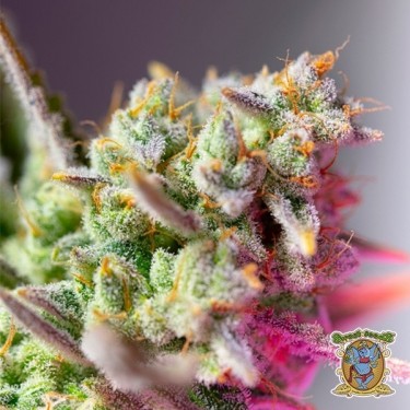 Sweet Mimosa XL Auto  seeds - GB The Green Brand