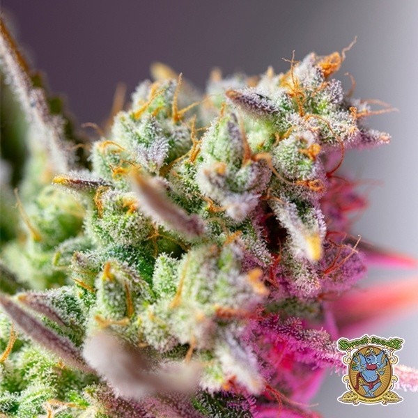 View Sweet Mimosa XL Auto  seeds - GB The Green Brand