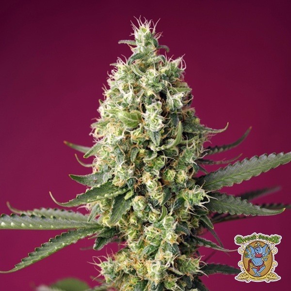 Skywalker OG Runtz XL Auto - GB The Green Brand