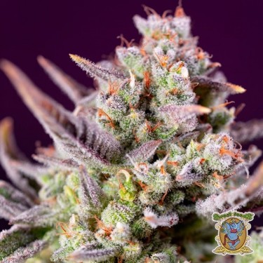 Sweet Zenzation XL Auto