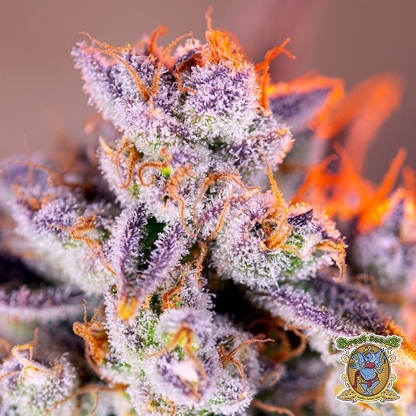 View Tropicanna Poison XL Autoflowering - GB The Green Brand
