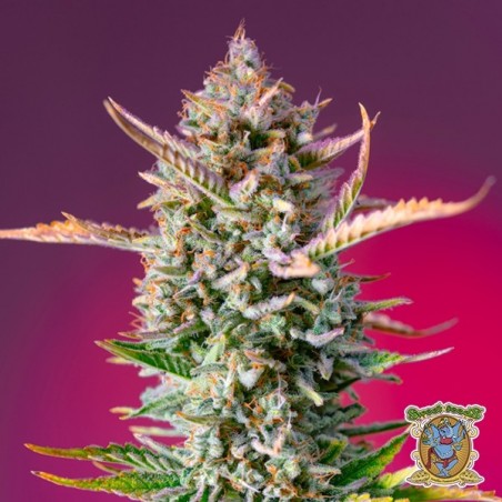 Gorilla Sherbet F1 Fast Version Seeds - GB The Green Brand