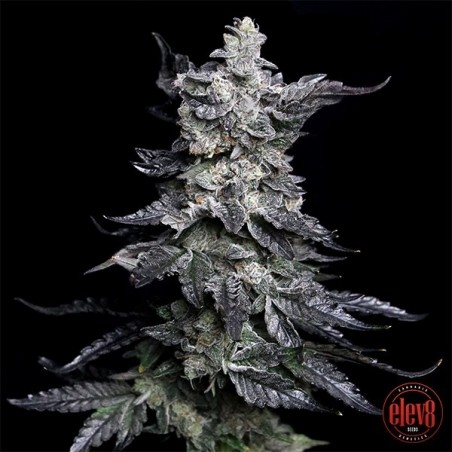 Granny's Apple Fritter by Elev8 Seeds - GB The Green Brand