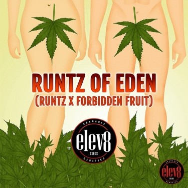 Runtz of Eden