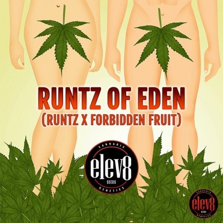 Runtz of Eden