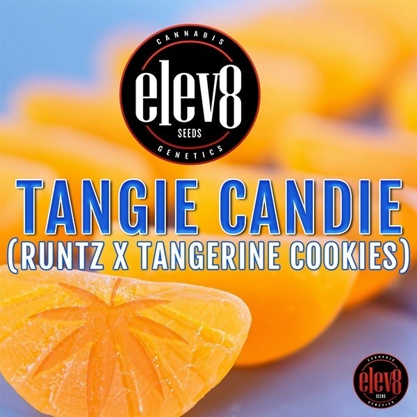 Tangie Candie Seeds by Elev8 Seeds - GB The Green Brand