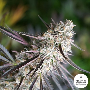 Florida Gaspack, by Humboldt Seeds - GB The Green Brand
