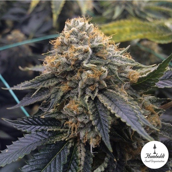 View Sapphire OG