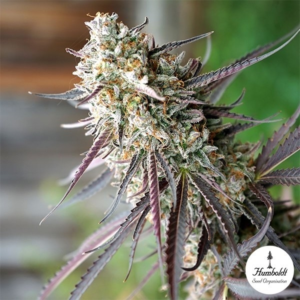 View Ice Cream Cake Fast Flowering