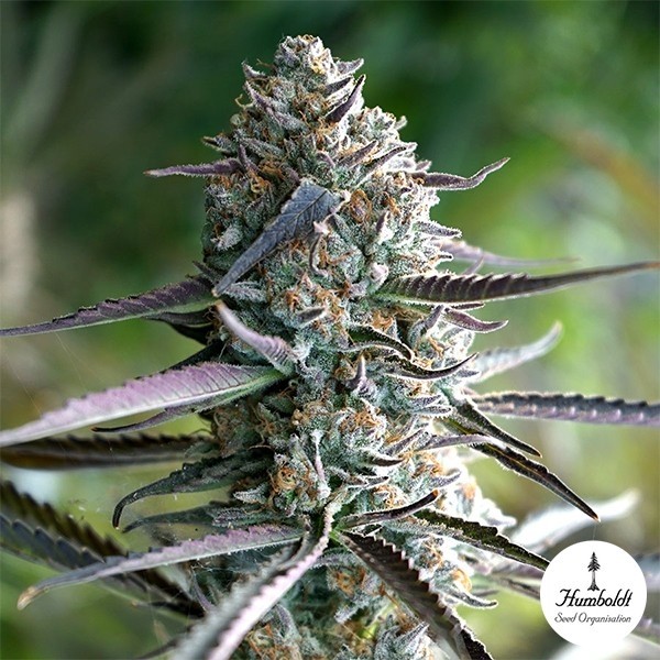 Runtz Fast Flowering by Humboldt Seed - GB The Green Brand