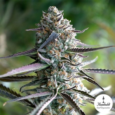 Runtz Fast Flowering by Humboldt Seed - GB The Green Brand