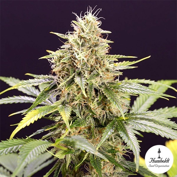 View Chocolate Mint OG Auto