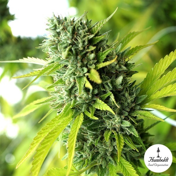 View Mango OG Auto