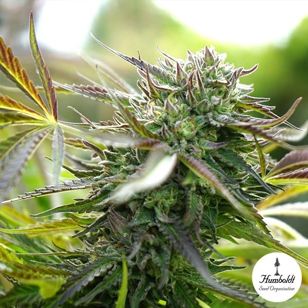 View Pineapple Chem Auto