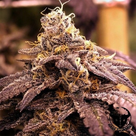 Rare Darkness cannabis plant