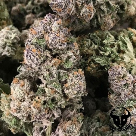 Dark Ghost Train marijuana plant