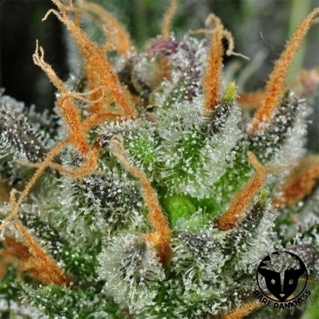 Karma Bitch cannabis plant