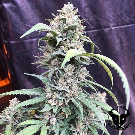 Scotts OG marijuana plant