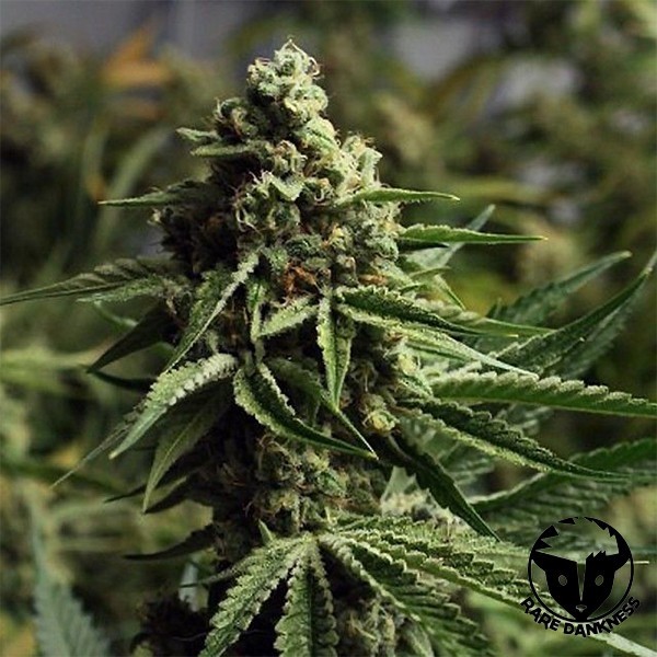 View Ghost Train Haze