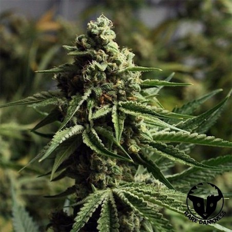 Ghost Train Haze marijuana plant
