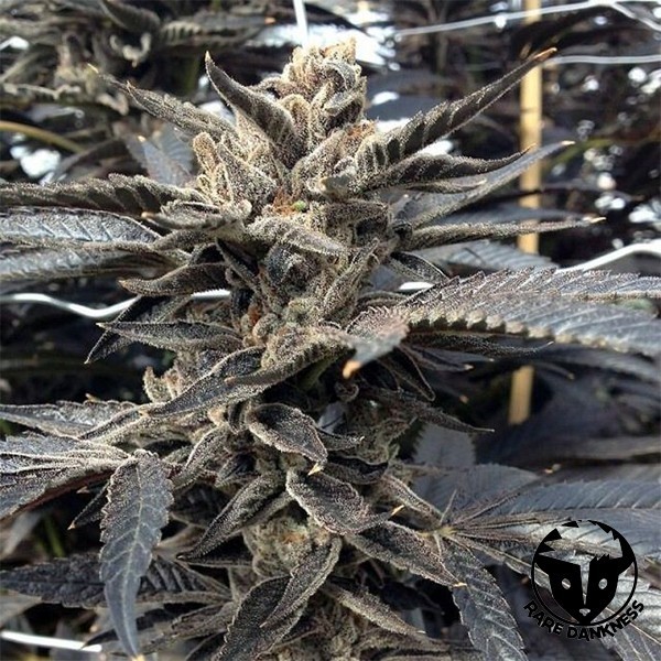 View Star Killer OG