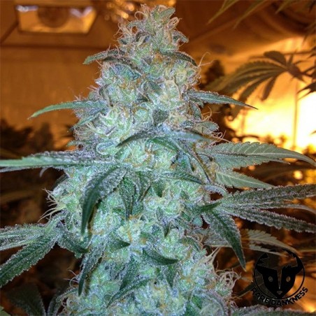 Rug Burn OG marijuana plant