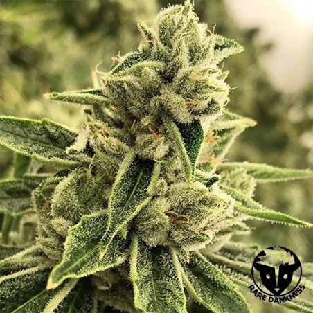 Drama cannabis plant