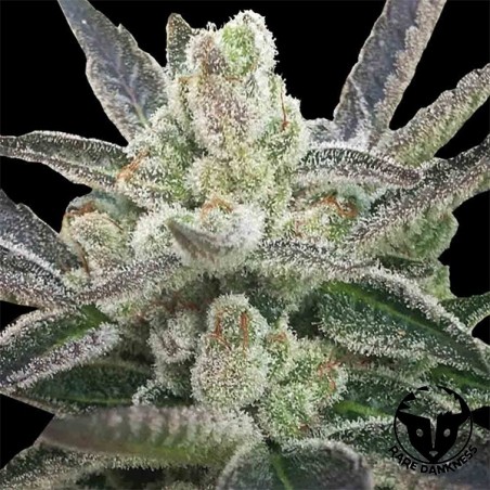 Rare Hindu cannabis plant