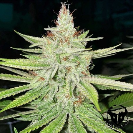 Cornbread marijuana plant