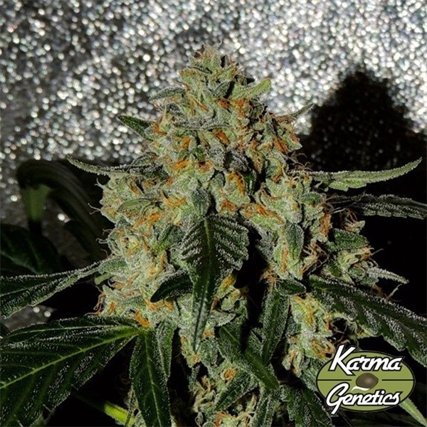 Karma OG Jack