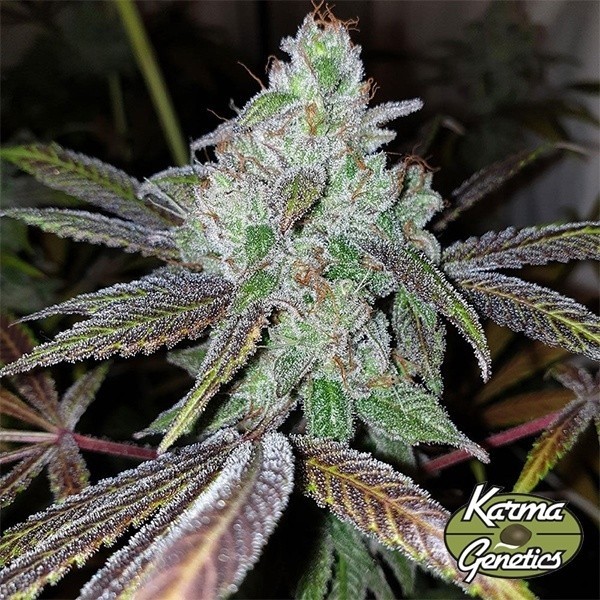 Now N Frutti, by Karma Genetics - GB The Green Brand