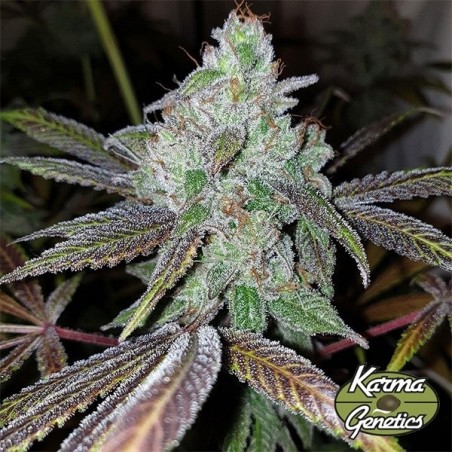 Now N Frutti, by Karma Genetics - GB The Green Brand