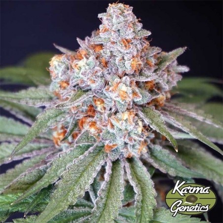 MS 29 Feminized Seed by Karma Genetics - GB