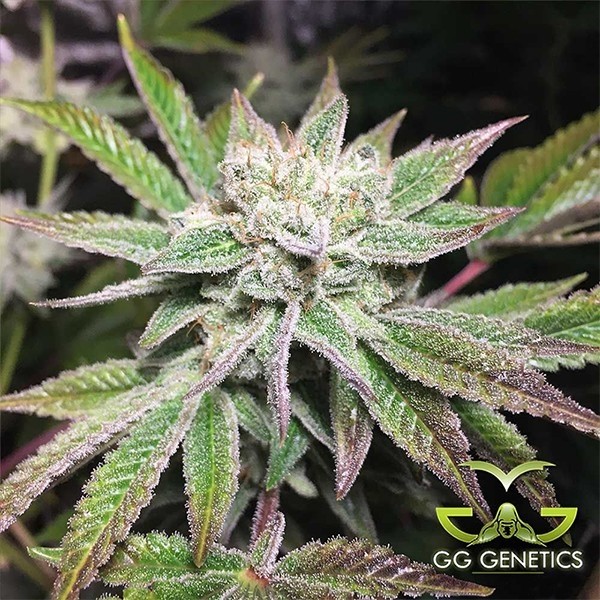 View Original Glue (GG4 S1)