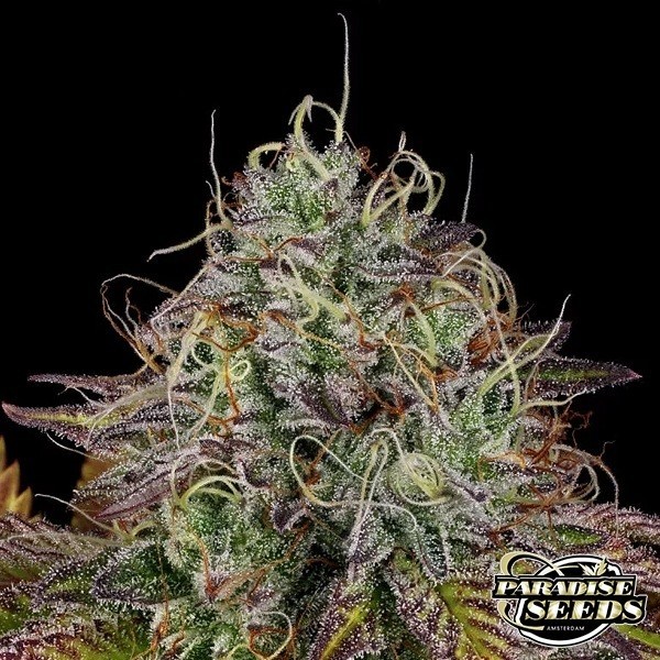 View Apricot Candy, by Paradise Seeds - GB The Green Brand