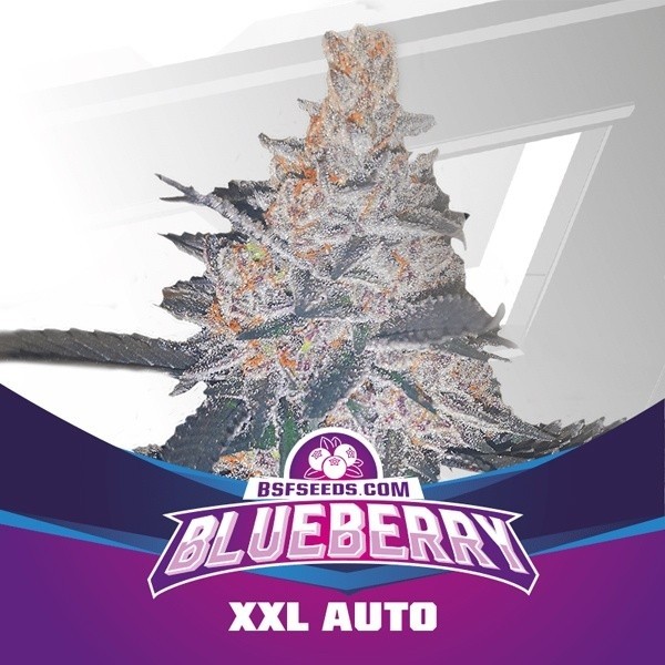 View Blueberry XXL Auto
