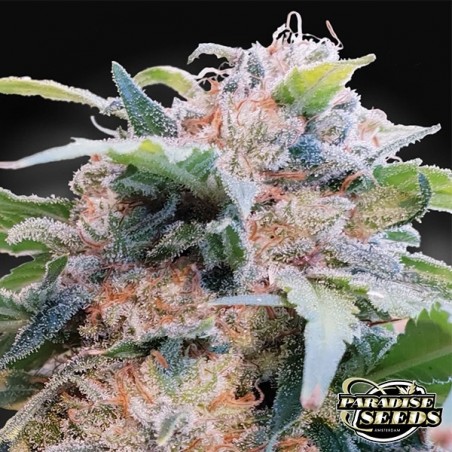 CBDream Paradise Seeds - Grow Barato