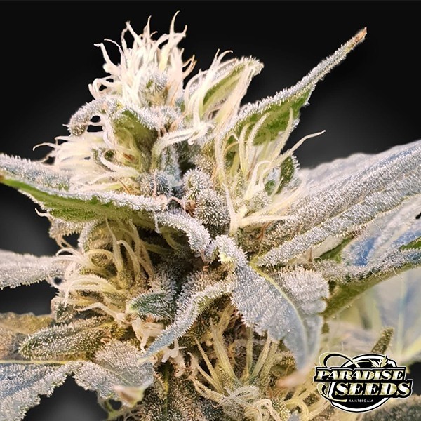 View CBDelight Paradise Seeds - Grow Barato