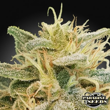 CBDrelief Paradise Seeds - Grow Barato