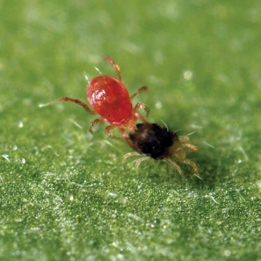 Phytoseiulus Persimilis to fight red spider mite