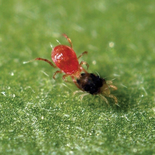 View Phytoseiulus Persimilis