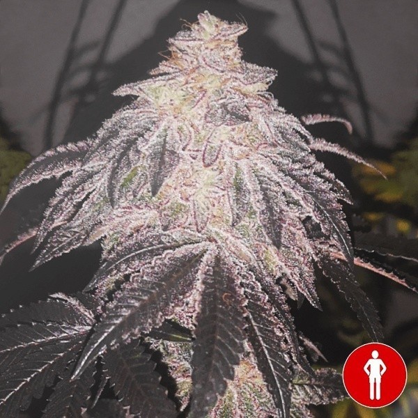 View Cookies Sherbert Auto