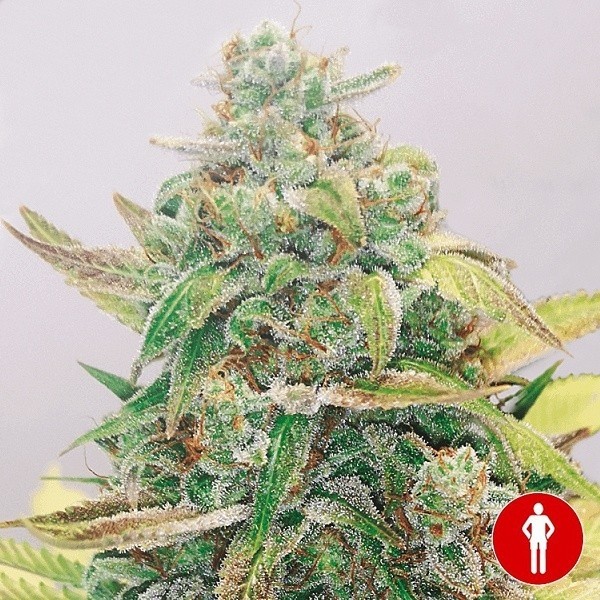 View Strawberry Cake CBD