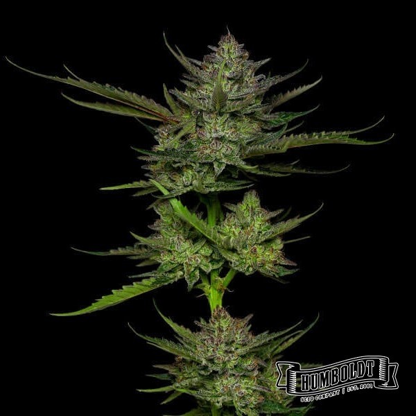 View Sour Apple Auto
