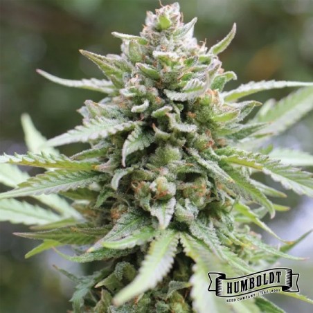 Lemongrass strain